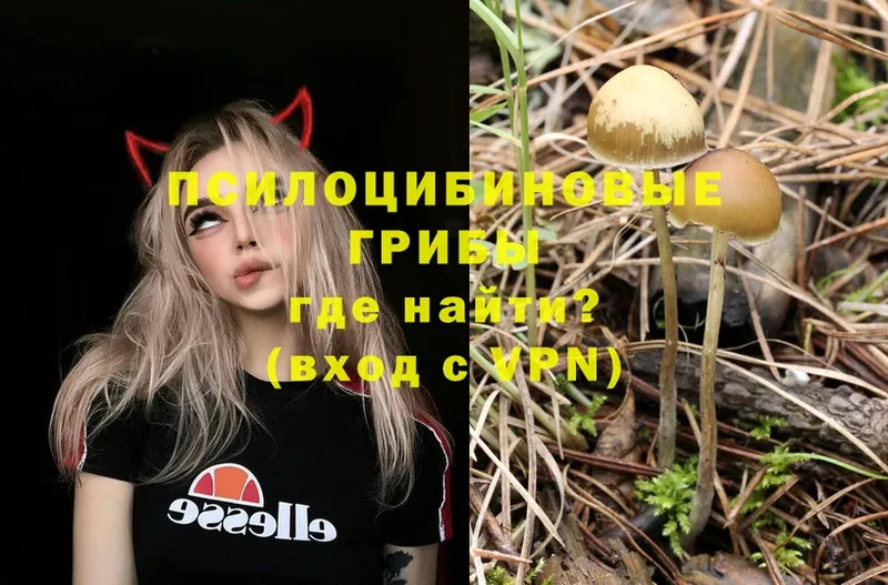 мега ссылки  Кольчугино  Псилоцибиновые грибы Psilocybe 